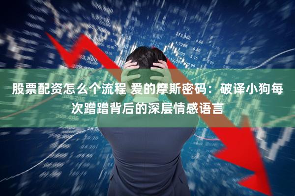股票配资怎么个流程 爱的摩斯密码：破译小狗每次蹭蹭背后的深层情感语言
